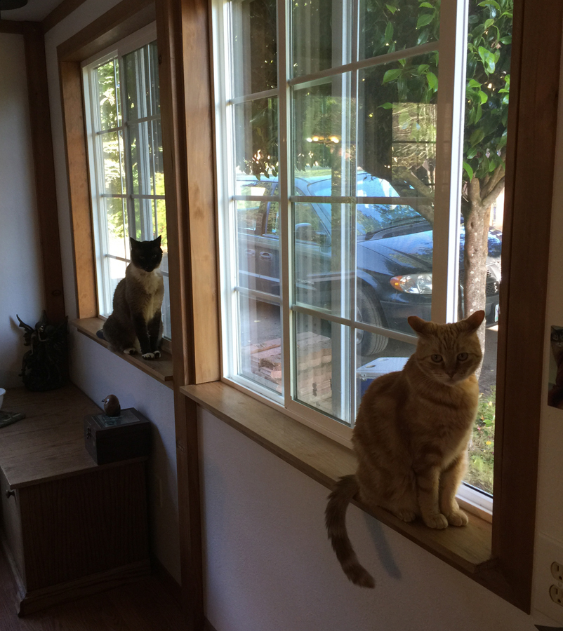 Cats Window